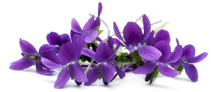 Paarse bloemen