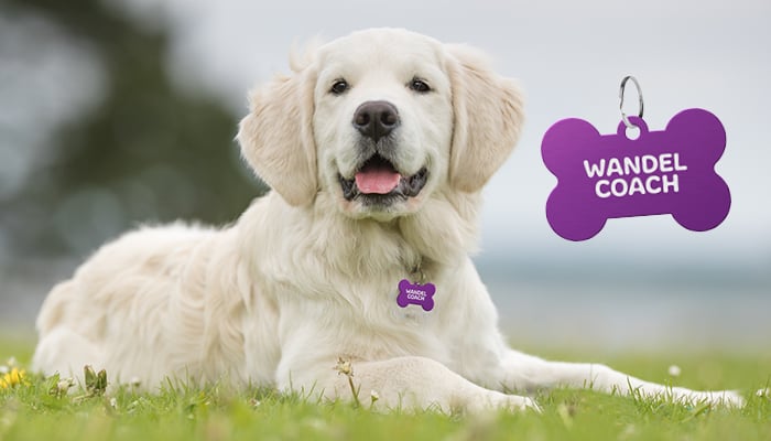 Hond met hondenpenning 'wandelcoach' aan zijn halsband