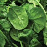 Close-up van verse spinaziebladeren