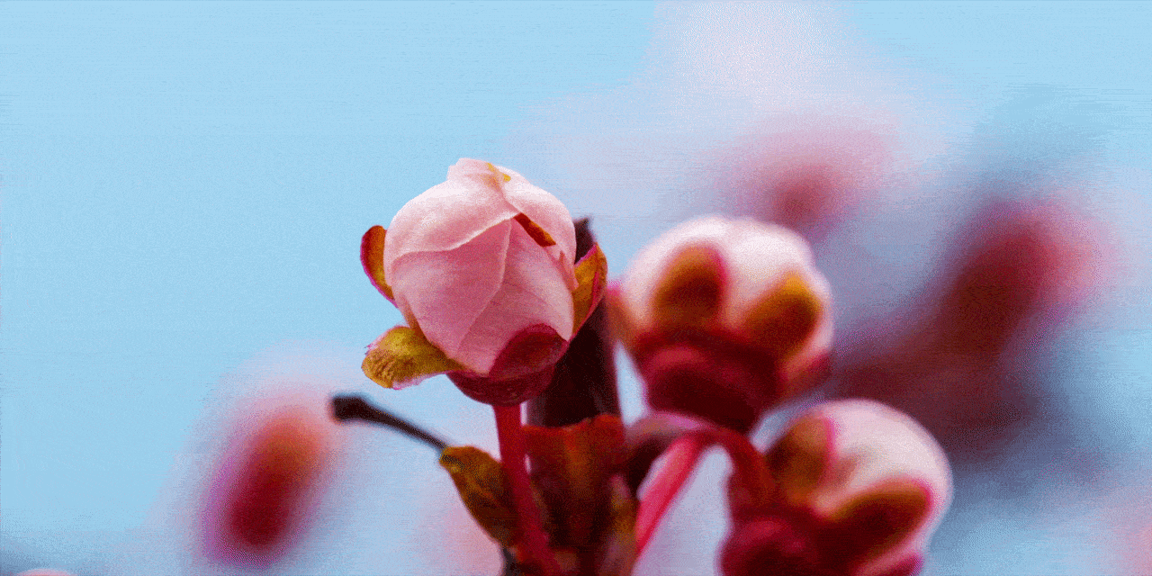 Bloeiend lentebloesem