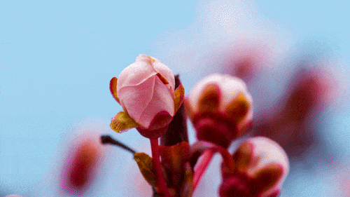 Bloeiend lentebloesem